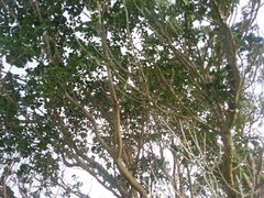 Hemiphaga novaeseelandiae