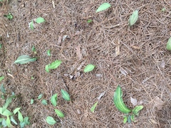 Polygonatum kingianum