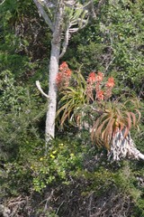 Aloe pluridens