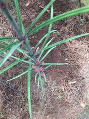 Polygonatum kingianum