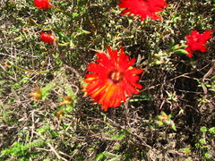 Drosanthemum lavisii