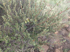 Diospyros pubescens, photograph Nicola van Berkel, CC BY-SA, iNaturalist via GBIF