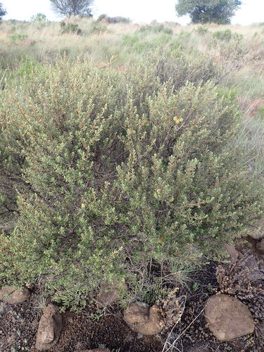 Diospyros pubescens, photograph 5