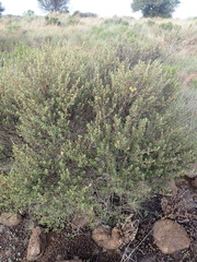 Diospyros pubescens, photograph Nicola van Berkel, CC BY-SA, iNaturalist via GBIF