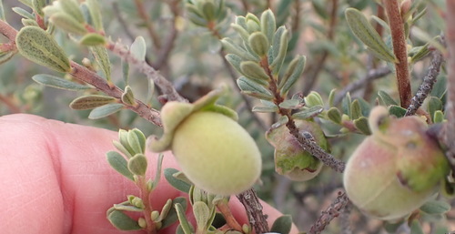 Image of Diospyros austro by (c) Nicola van Berkel, some rights reserved (CC BY-SA)