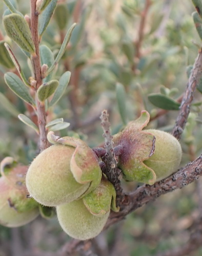 Diospyros pubescens