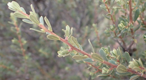 Diospyros pubescens, photograph 1