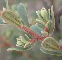 Diospyros pubescens, photograph Nicola van Berkel, CC BY-SA, iNaturalist via GBIF
