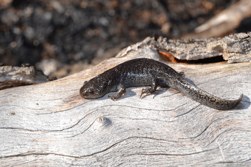 Ambystomatidae image