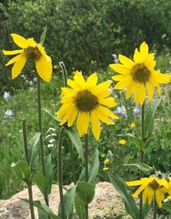 Helianthella