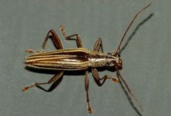 Navomorpha sulcata