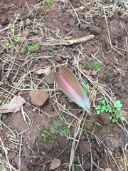 Polygonatum kingianum