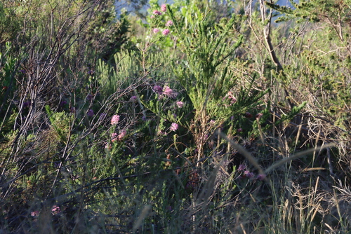 Image of Erica verticillata by (c) Tony Rebelo, some rights reserved (CC BY-SA)