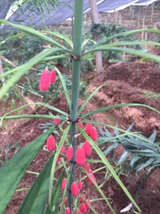 Polygonatum kingianum
