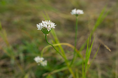 Allium ramosum