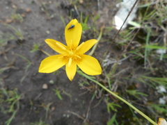 Calochortus venustulus