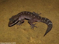 Cyrtodactylus triedrus
