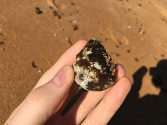 Astralium tentoriiforme