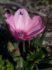 Babiana blanda