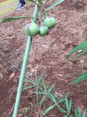 Polygonatum kingianum