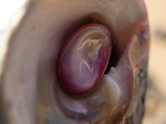 Astralium tentoriiforme