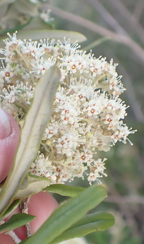Image of Squarestem Butterflybush (Buddleja saligna) by (c) Nicola van Berkel, some rights reserved (CC BY-SA)