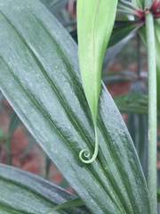 Polygonatum kingianum