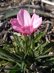 Babiana blanda