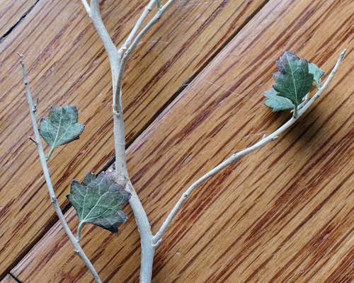 Image of Brickellia baccharidea by (c) Andrew Tree, some rights reserved (CC BY)