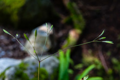 Osmorhiza purpurea