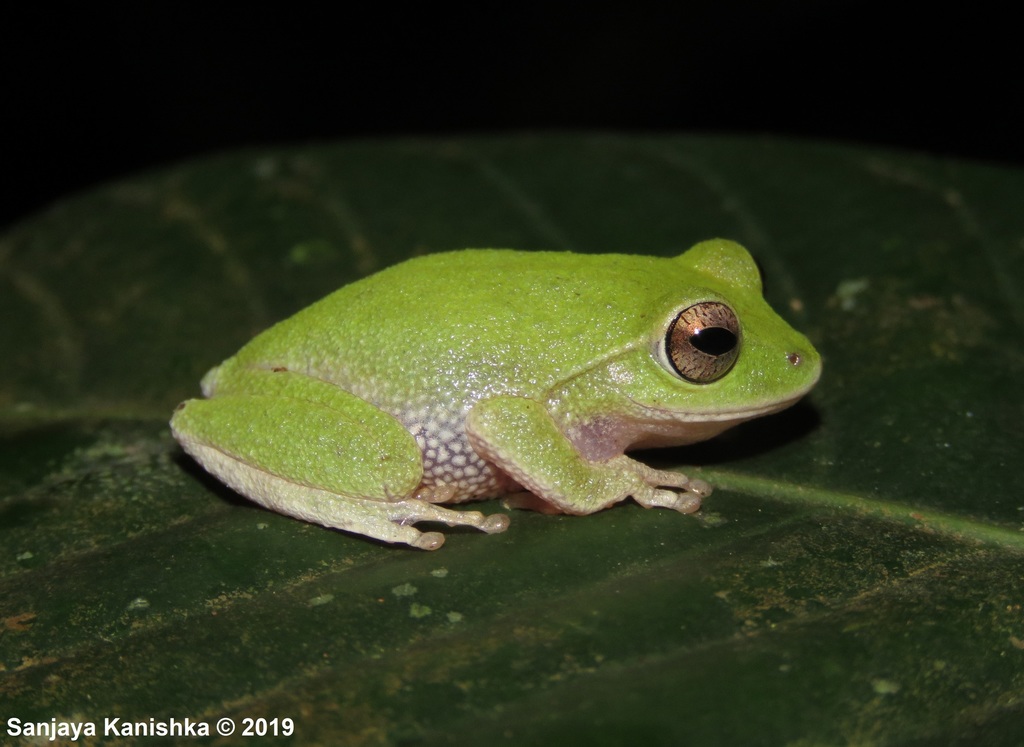 Dull-green Shrub Frog (Pseudophilautus viridis)