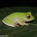 Dull-green Shrub Frog - Photo (c) Sanjaya Kanishka, some rights reserved (CC BY-NC)
