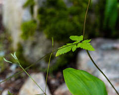 Osmorhiza purpurea