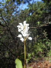 Govenia liliacea