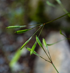 Osmorhiza purpurea