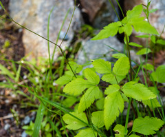 Osmorhiza purpurea