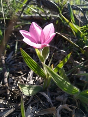 Babiana blanda