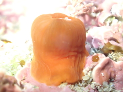 Corynactis australis