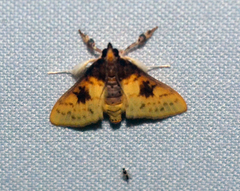 Pachynoa purpuralis