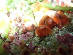 Corynactis australis