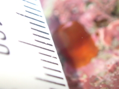 Corynactis australis