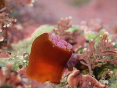 Corynactis australis