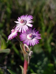 Ruschia geminiflora