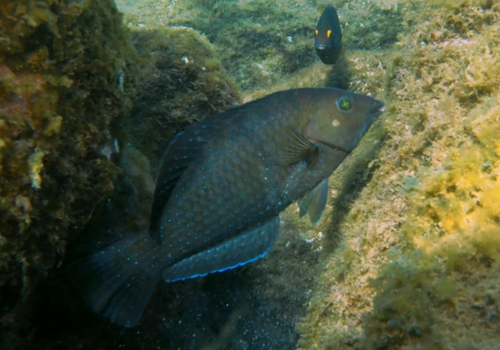 Black wrasse (Halichoeres adustus) — Labridae