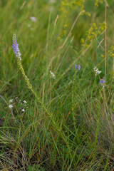 Veronica pinnata