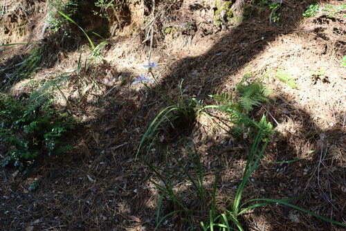Image of Dietes grandiflora by (c) Tony Rebelo, some rights reserved (CC BY-SA)