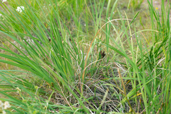 Iris lactea biglumis