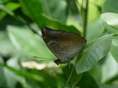 Euthalia aconthea