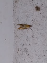 Batia lunaris