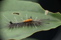 Calliteara baibarana